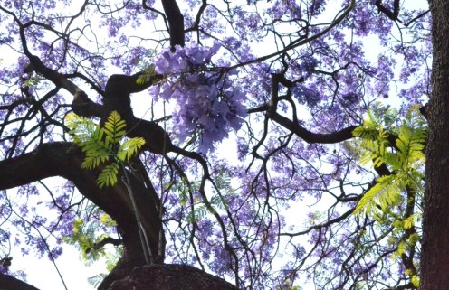 Jacarandas