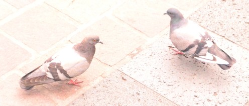 Palomas en Coyoacán