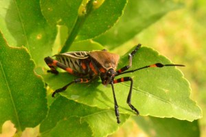 Una hermosa Tantarria