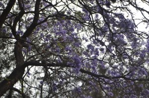 3 abril 2015 cerro de las campanas (34) (800x533)