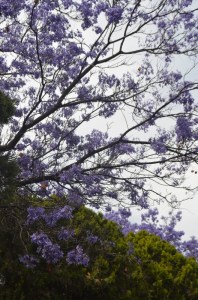 3 abril 2015 cerro de las campanas (52) (533x800)