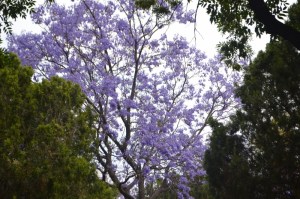 3 abril 2015 cerro de las campanas (57) (800x533)