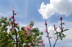 3 abril  2015 rancho  (3) (800x533)