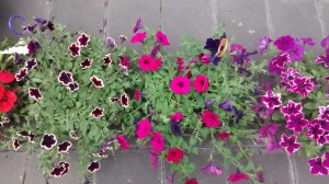 Feria de las Flores San Ángel 2015