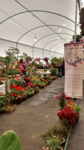 Feria de las Flores San Ángel 2015