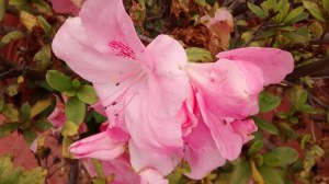 Azaleas