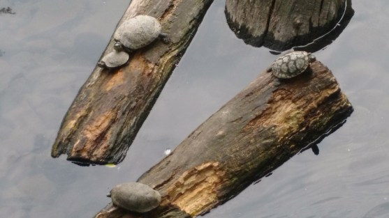 IMG_20160320_122745277