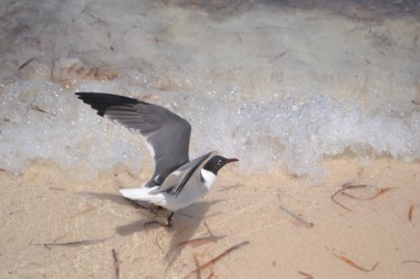 Playa Maya Cancún (2)