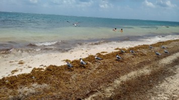 Puerto Morelos (13)