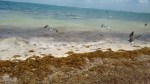 Puerto Morelos (17)