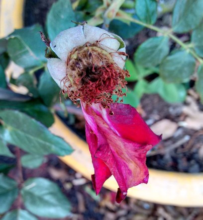 IMG_20170508_183246570_HDR