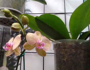 orquídeasSanAngel