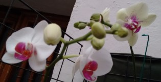 orquídeasSanAngel
