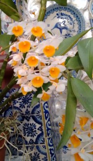 orquídeasSanAngel