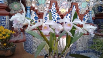 orquídeasSanAngel
