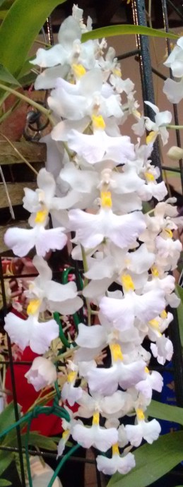 orquídeasSanAngel