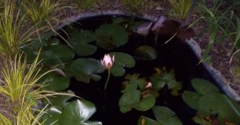 picnic nocturno junio 2017 (5)