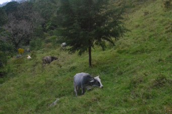 Sótano de las Golondrinas dic 2017 (16)