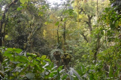 Xilitla dic 2017 (110) (800x533)