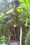 Xilitla dic 2017 (198)&nbsp;(533×800)