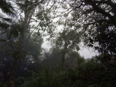 xilitla niebla