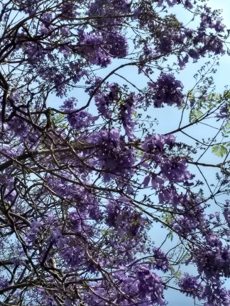 jacaranda